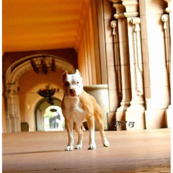 Sunrise Kennels APBT, American Pit Bull Terrier Breeder in San Diego