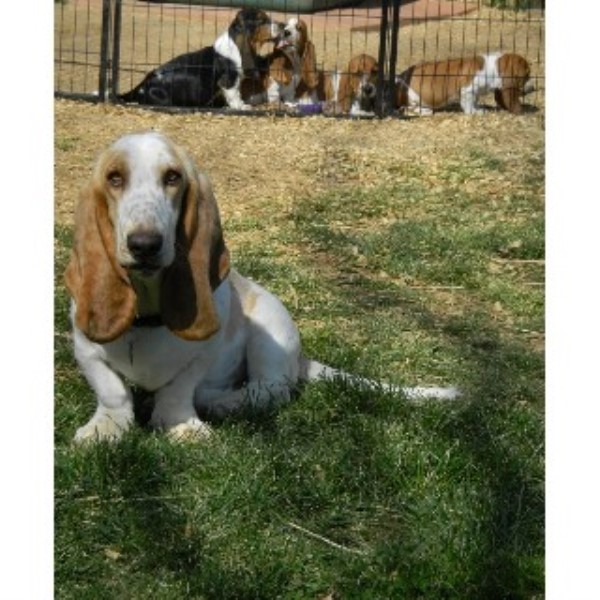 Miller Heritage Farm Basset Hounds, Basset Hound Breeder in Cherokee