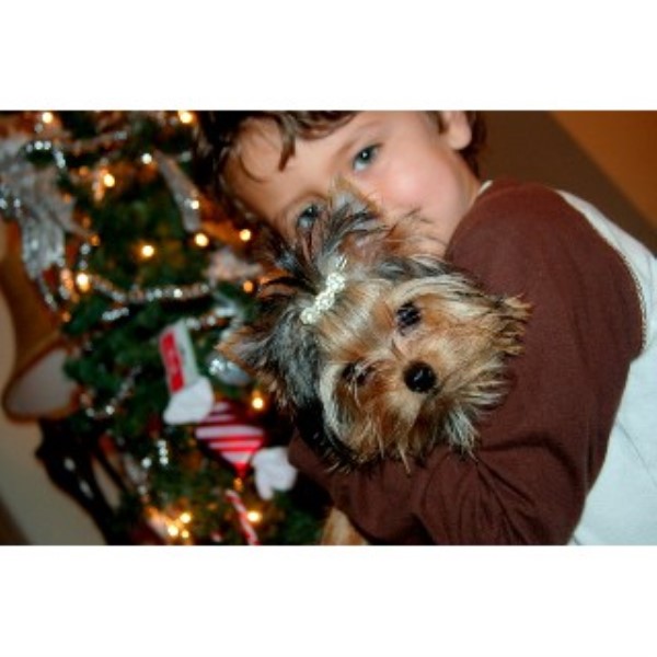 Chantailly Lace Yorkies, Yorkshire Terrier Breeder in Stafford, Virginia