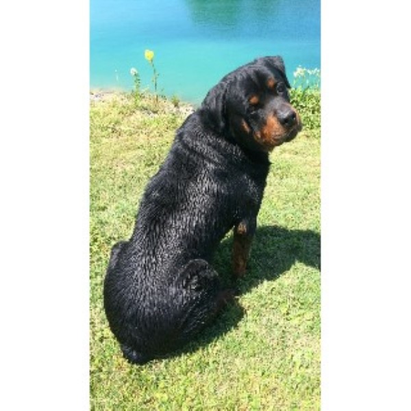 rottweiler rescue ky rottweiler breeders in ohio freedoglistings breeds picture rottweiler rescue ky rottweiler breeders in ohio freedoglistings breeds picture