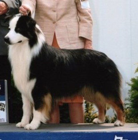 Australian Shepherd Dog Breeder 25469