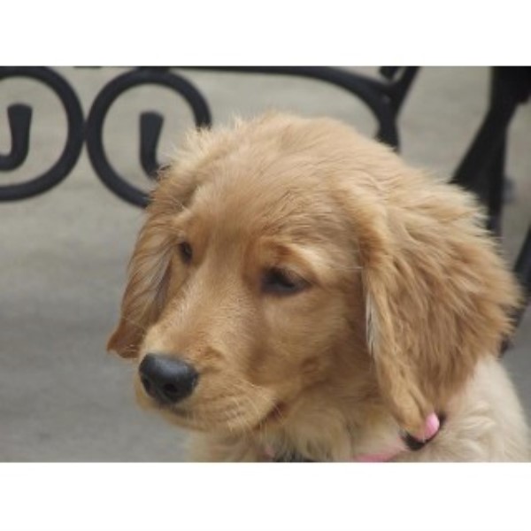 golden retriever puppies bend oregon broken top golden retrievers golden retriever stud in redmond oregon listing id 22051 golden retriever puppies bend oregon broken top golden retrievers golden retriever stud in redmond oregon listing id 22051