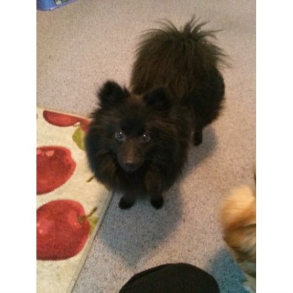 pomeranian st louis jurgensmeyer pomeranian stud in st louis missouri pomeranian st louis jurgensmeyer pomeranian stud in st louis missouri