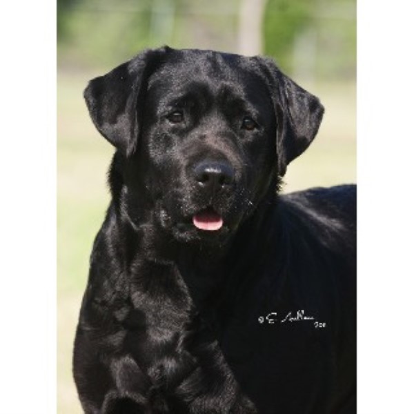 Paloma Labrador Retrievers, Labrador Retriever Breeder in Robinson, Texas