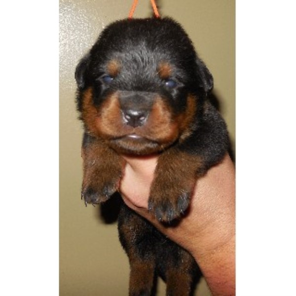rottweiler breeders oregon rottweiler puppies and dogs for sale and adoption in oregon breeds picture rottweiler breeders oregon rottweiler puppies and dogs for sale and adoption in oregon breeds picture