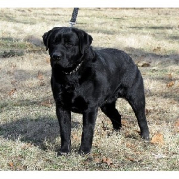 K&K Farms Labradors, Labrador Retriever Breeder in Rolla, Missouri