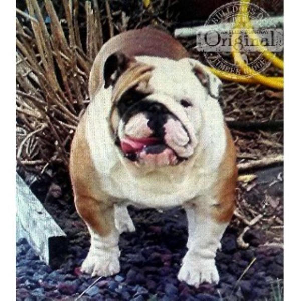 Bulldogs of Timber Ridge, English Bulldog Stud in Howe
