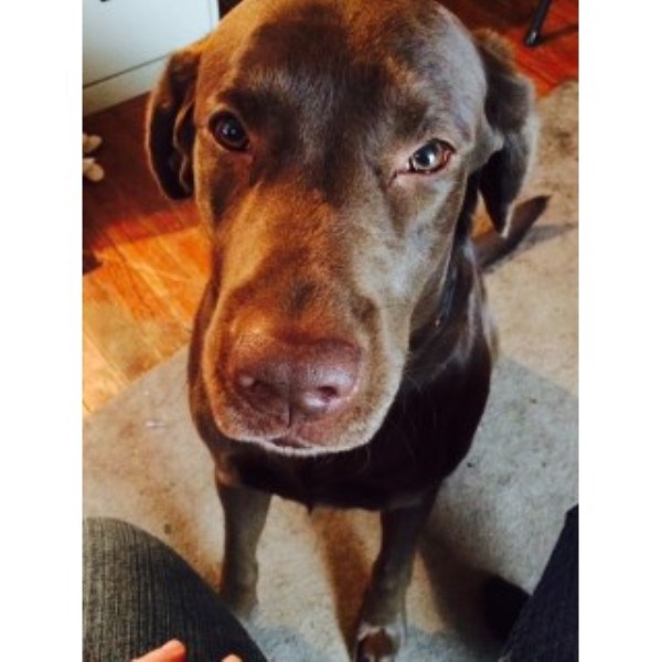 free lab puppies in indiana labrador retriever lab for stud in indiana freedoglistings free lab puppies in indiana labrador retriever lab for stud in indiana freedoglistings