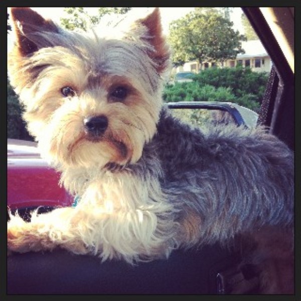 yorkie rescue mississippi terrier yorkie for stud in california freedoglistings yorkie rescue mississippi terrier yorkie for stud in california freedoglistings