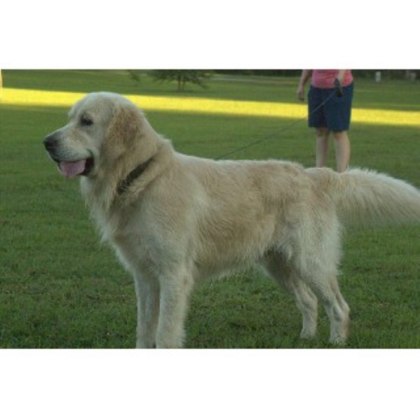 golden retriever pigmentary uveitis golden retriever stud in washington breeds picture golden retriever pigmentary uveitis golden retriever stud in washington breeds picture