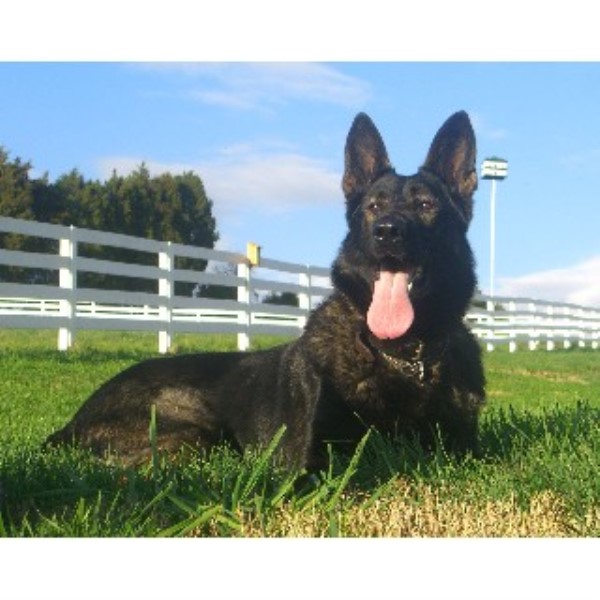 K9 Obranci Kennel, German Shepherd Dog Breeder in Dandridge, Tennessee