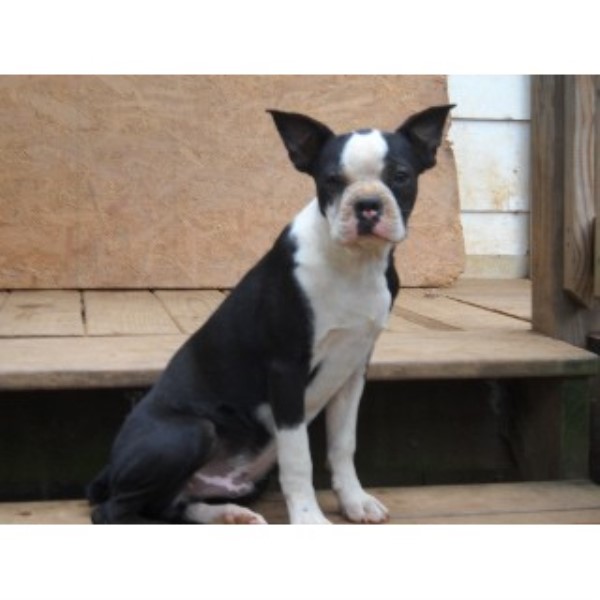 boston terrier puppies maryland pony tails kennels boston terrier breeder in woodbine boston terrier puppies maryland pony tails kennels boston terrier breeder in woodbine