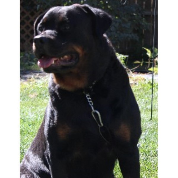 rottweiler breeders illinois rottweiler breeders in illinois freedoglistings rottweiler breeders illinois rottweiler breeders in illinois freedoglistings
