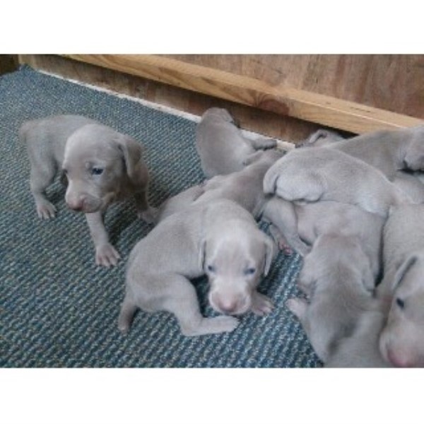 weimaraner puppies for sale in florida leetogreenworld weimaraner breeder in homestead florida listing id 20534 weimaraner puppies for sale in florida leetogreenworld weimaraner breeder in homestead florida listing id 20534