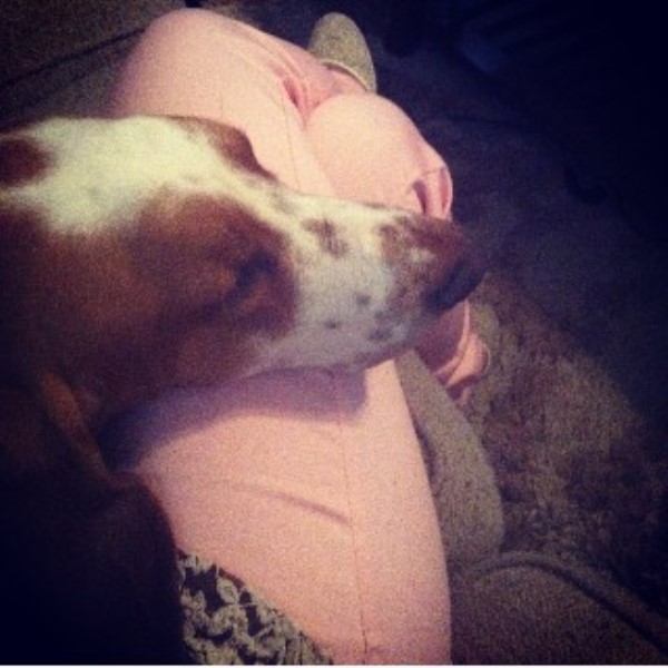 rottweiler puppies for sale lubbock tx basset hound stud in lubbock rottweiler puppies for sale lubbock tx basset hound stud in lubbock