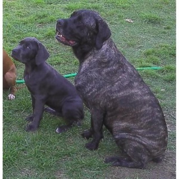 Nebolish Mastiff of Jaderanch, Mastiff Breeder in Rosharon, Texas