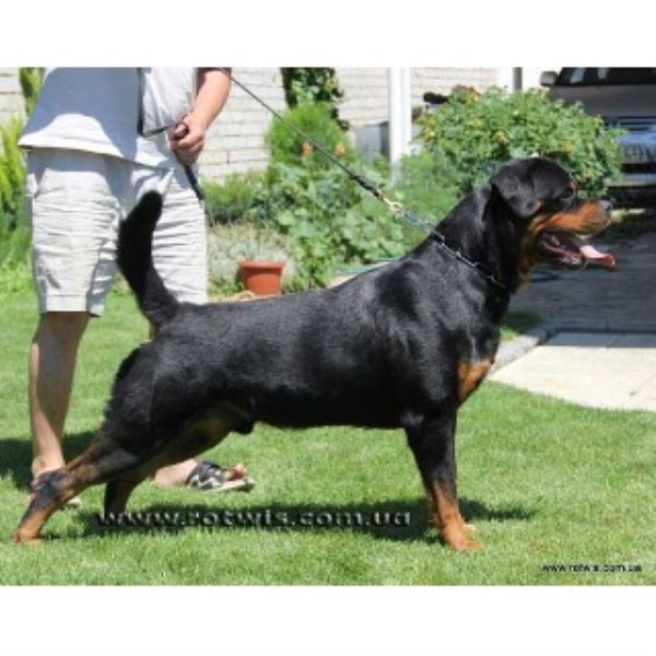 pug puppies for sale in rock arkansas legendehaus rottweilers rottweiler stud in rock arkansas pug puppies for sale in rock arkansas legendehaus rottweilers rottweiler stud in rock arkansas