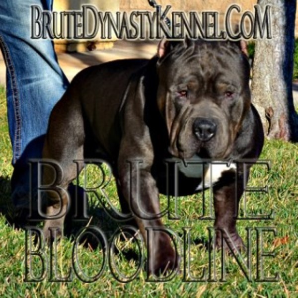 American Pit Bull Terrier Breeder 23665