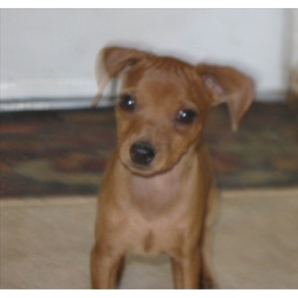 How To Become A Dog Breeder In Florida How To Become A Dog Breeder In Florida