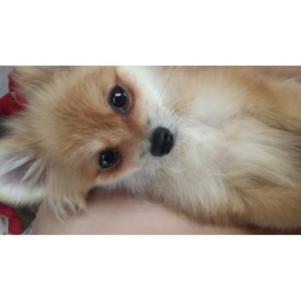 san diego pomeranian rescue pomeranian kennels dogs for free breeds picture san diego pomeranian rescue pomeranian kennels dogs for free breeds picture
