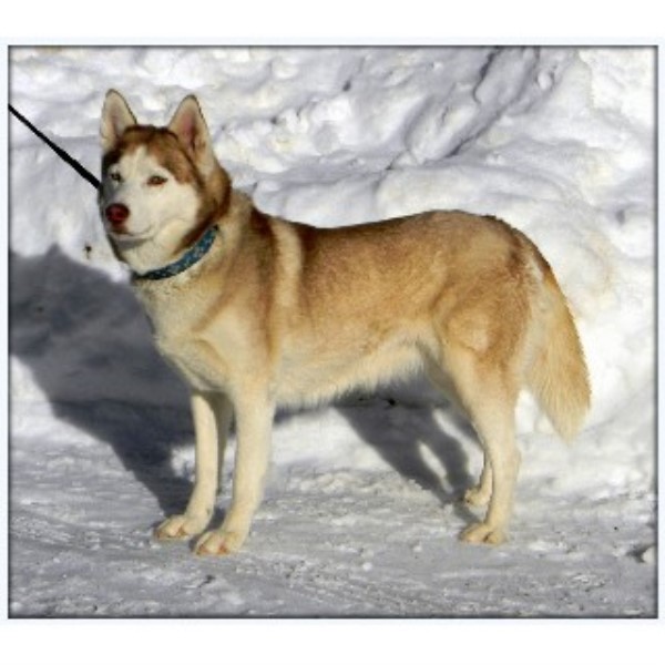 husky puppies for sale in wisconsin siberian husky breeders in wisconsin siberian husky holidays oo husky puppies for sale in wisconsin siberian husky breeders in wisconsin siberian husky holidays oo