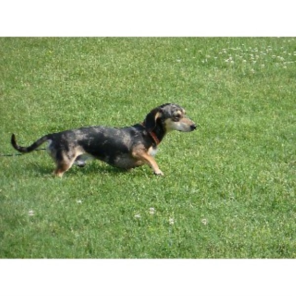 dachshund puppies for sale in ky somarriba s dachshunds dachshund stud in elizabethtown kentucky listing id 21740 dachshund puppies for sale in ky somarriba s dachshunds dachshund stud in elizabethtown kentucky listing id 21740