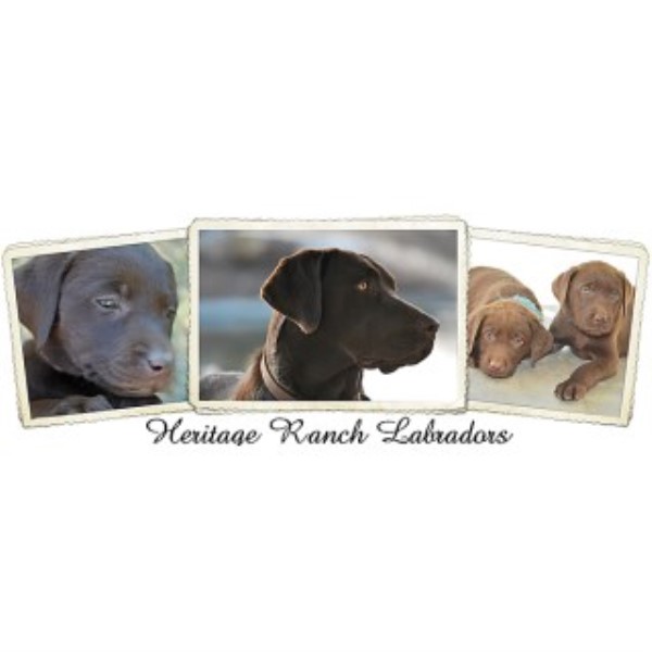 Heritage Ranch Labradors