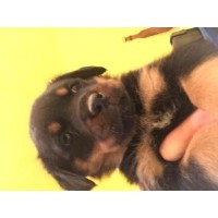 rottweiler puppies for sale in south bend indiana rottweiler breeders in oregon freedoglistings rottweiler puppies for sale in south bend indiana rottweiler breeders in oregon freedoglistings