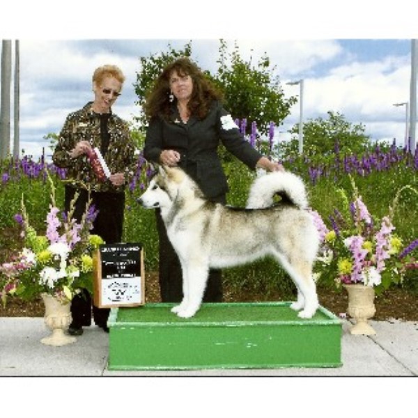 Dreamekatcher Kennels, Alaskan Malamute Breeder in Spencer, Wisconsin