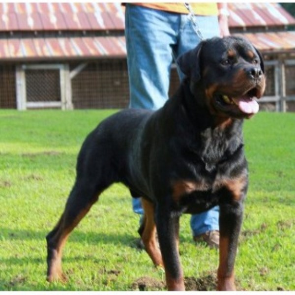 rottweiler rescue mn rottweiler breeders in kentucky freedoglistings rottweiler rescue mn rottweiler breeders in kentucky freedoglistings