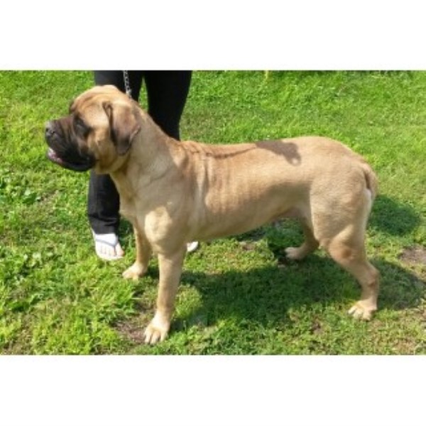 Hamilton's Top Dog Bullmastiffs, Bullmastiff Breeder in Humbird, Wisconsin