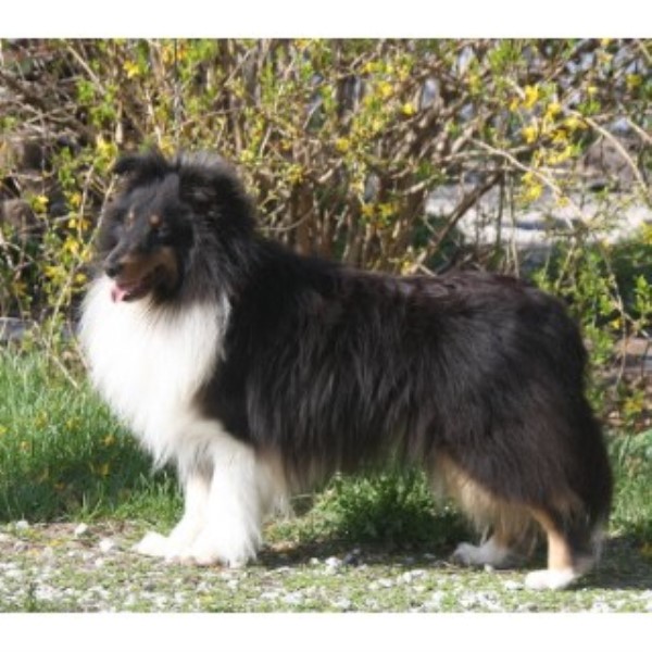 rottweiler puppies for sale in charleston wv ashlaur shelties shetland sheepdog stud in charleston west virginia rottweiler puppies for sale in charleston wv ashlaur shelties shetland sheepdog stud in charleston west virginia