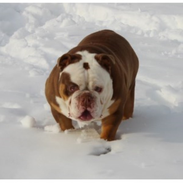 shih tzu rescue toledo ohio bulldog bulldog bulldog studs in ohio freedoglistings usa shih tzu rescue toledo ohio bulldog bulldog bulldog studs in ohio freedoglistings usa