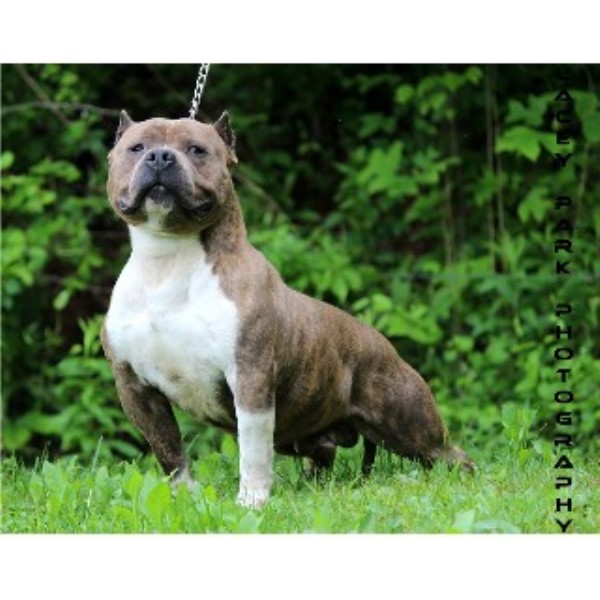 bull terrier puppies for sale in nc camo kennels american pit bull terrier breeder in mt airy carolina listing id bull terrier puppies for sale in nc camo kennels american pit bull terrier breeder in mt airy carolina listing id