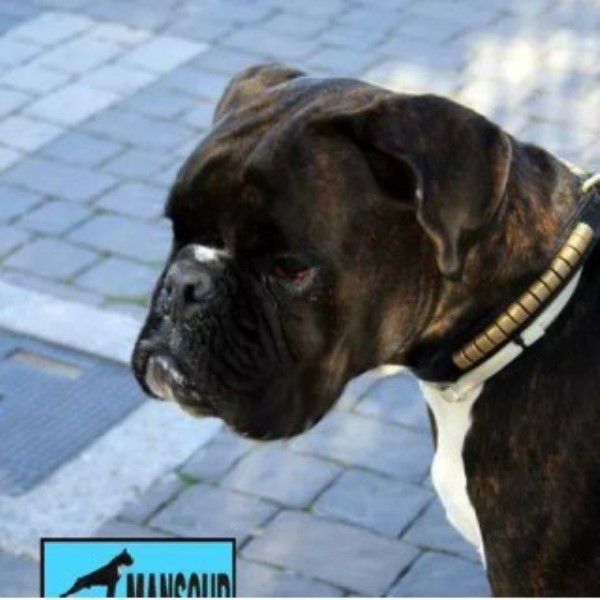 Steel Blade Euros, Boxer Breeder in Priest River, Idaho