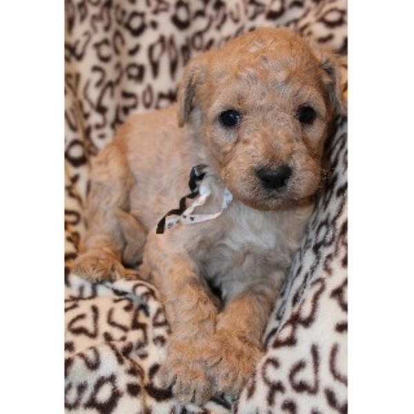 The Doodle Stork, Goldendoodle Breeder in Two Rivers, Wisconsin