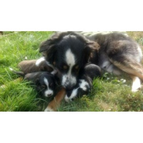 australian shepherd puppies idaho australian shepherd for saleadoption in olympia washington id breeds picture australian shepherd puppies idaho australian shepherd for saleadoption in olympia washington id breeds picture