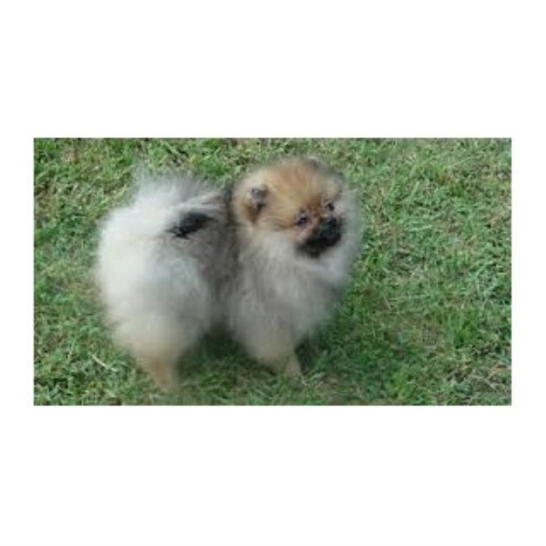 pomeranian breeder san jose pomeranian breeders in california freedoglistings pomeranian breeder san jose pomeranian breeders in california freedoglistings