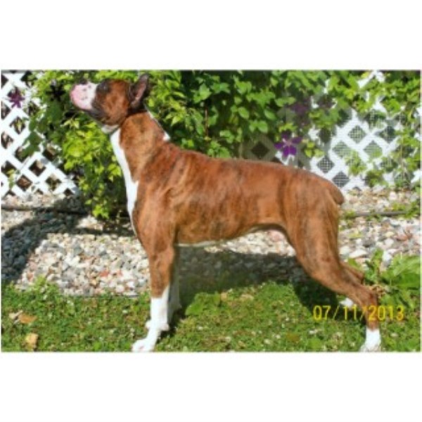 boxer puppies mn crowriver boxers boxer breeder in paynesville minnesota boxer puppies mn crowriver boxers boxer breeder in paynesville minnesota