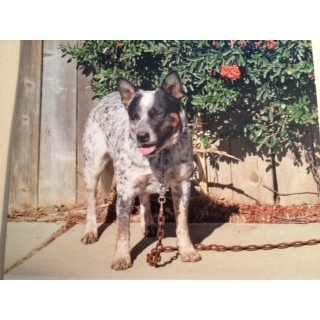 australian cattle puppies california australian cattle blue heeler rescue california breeds picture australian cattle puppies california australian cattle blue heeler rescue california breeds picture