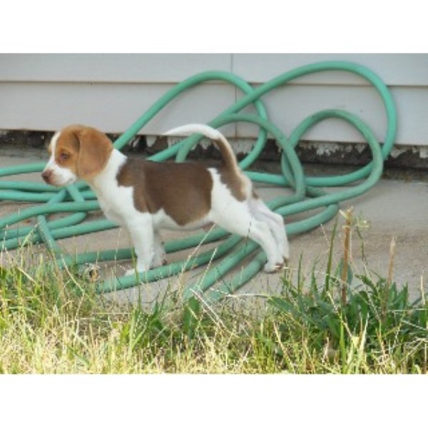 Legal Beagles Kennel, Beagle Breeder in Stevensville, Montana