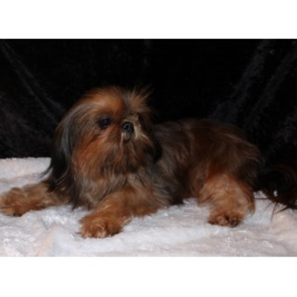washington shih tzu breeders elegance shih tzu shih tzu breeder in ellensburg washington washington shih tzu breeders elegance shih tzu shih tzu breeder in ellensburg washington