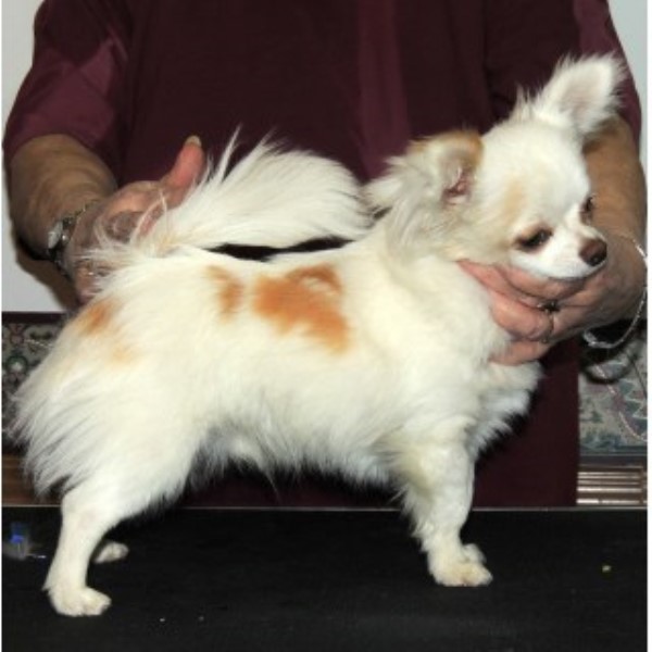 free dogs in nc chihuahua breeders in carolina freedoglistings free dogs in nc chihuahua breeders in carolina freedoglistings