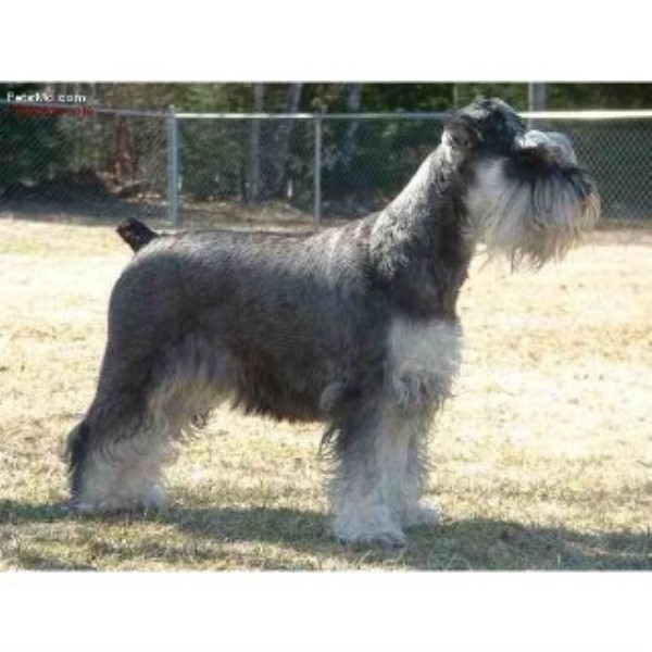 breeders in indiana miniature schnauzer breeders in indiana freedoglistings image breeds picture breeders in indiana miniature schnauzer breeders in indiana freedoglistings image breeds picture