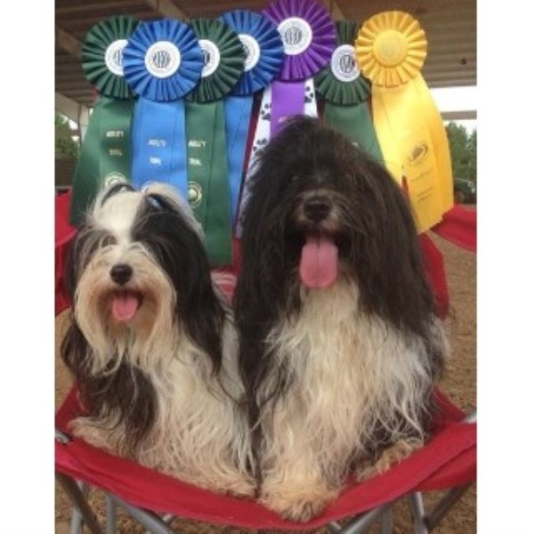 havanese puppies south carolina la brisa havanese havanese breeder in easley south carolina havanese puppies south carolina la brisa havanese havanese breeder in easley south carolina