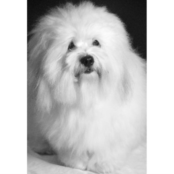 Alamo City Coton de Tulear, Coton De Tulear Breeder in San Antonio, Texas