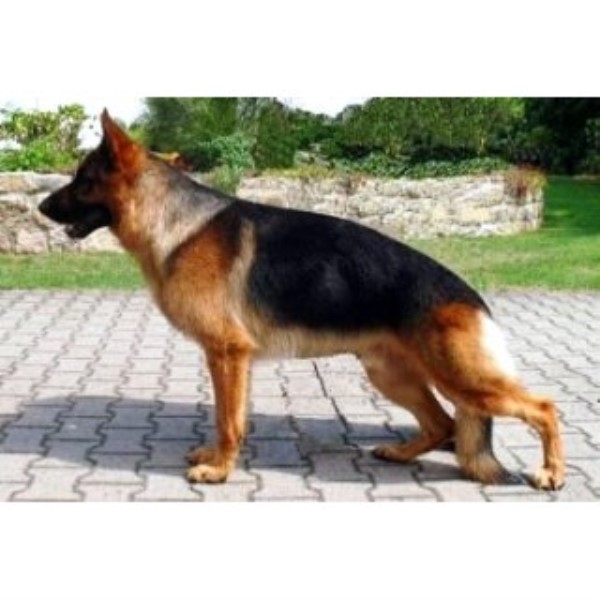 german shepherd puppies maine lebenshunger german shepherds german shepherd breeder in bangor maine german shepherd puppies maine lebenshunger german shepherds german shepherd breeder in bangor maine