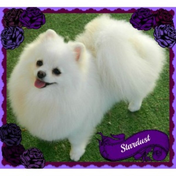 pomeranians for sale in california pomeranian rescue tennessee breeds picture pomeranians for sale in california pomeranian rescue tennessee breeds picture