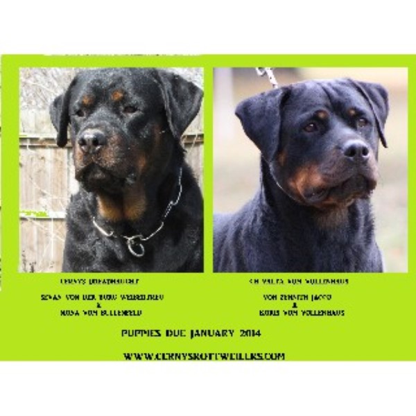 rottweiler breeders illinois cernys rottweilers rottweiler breeder in granite city illinois rottweiler breeders illinois cernys rottweilers rottweiler breeder in granite city illinois