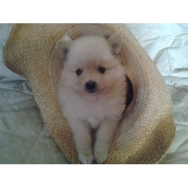 ohio pomeranian breeders deb s pered poms pomeranian breeder in alger ohio listing id 22226 ohio pomeranian breeders deb s pered poms pomeranian breeder in alger ohio listing id 22226